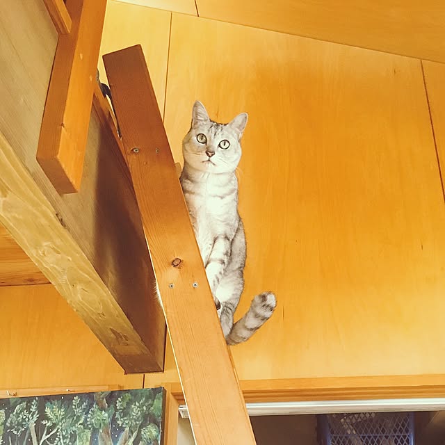 Akariさんの実例写真