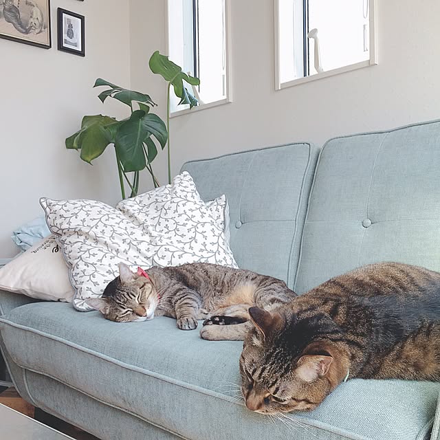 lovecatさんの実例写真