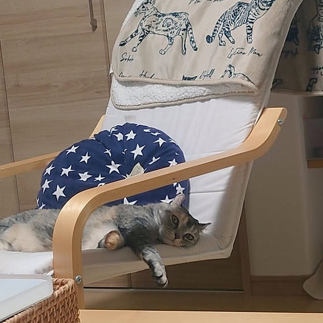 リビング/猫と暮らす家のインテリア実例 - 2022-11-18 14:42:58