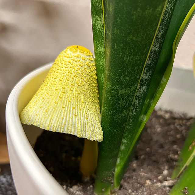 tentenさんの部屋