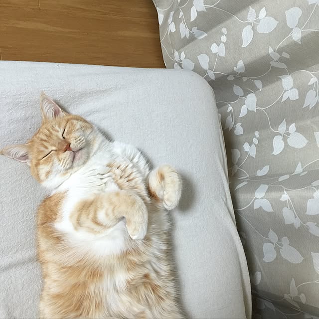 Yukieさんの実例写真