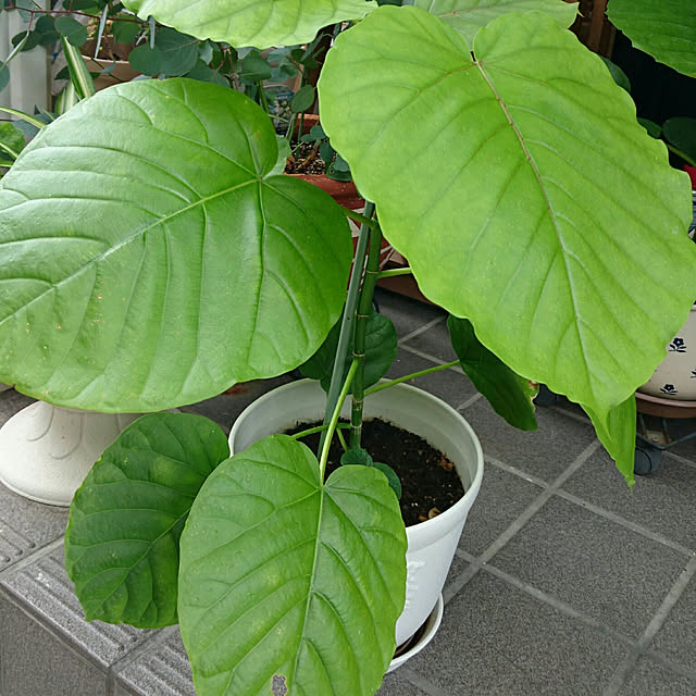 achichiさんの実例写真