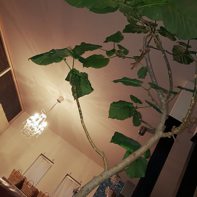 リビング/観葉植物のインテリア実例 - 2016-05-20 18:33:24