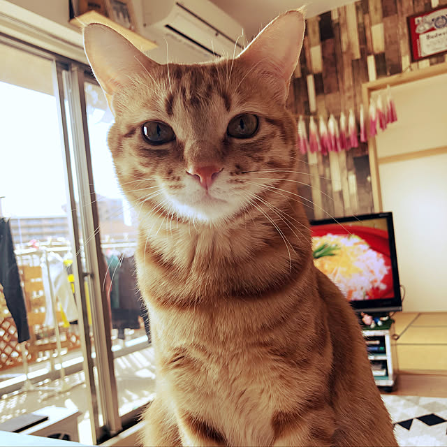 実例写真