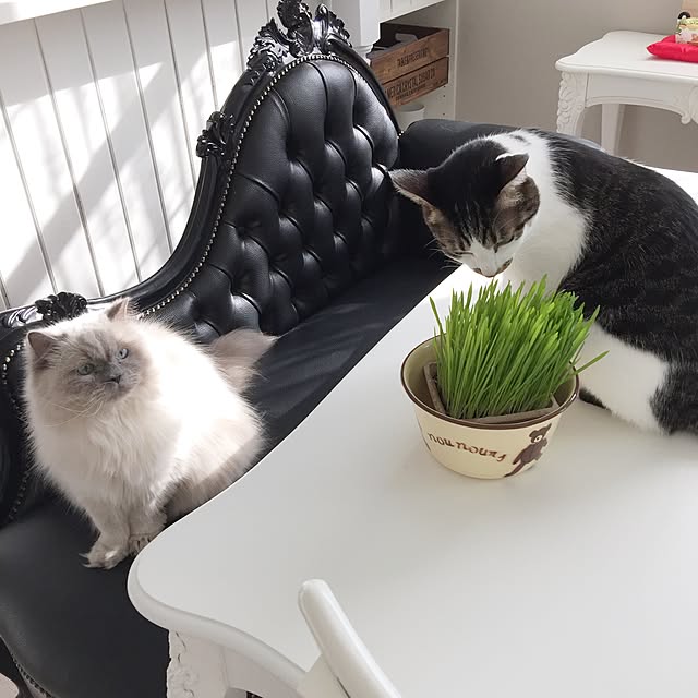 yuchiさんの実例写真