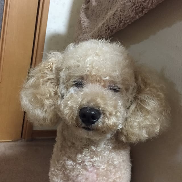 mocomocoyuuさんの実例写真