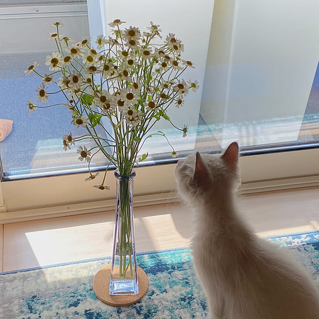 pipopoさんの実例写真
