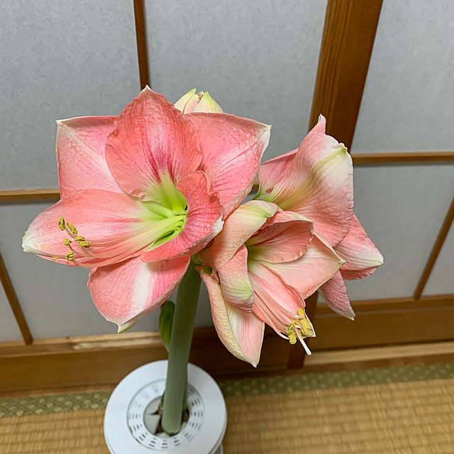 nannoさんの実例写真
