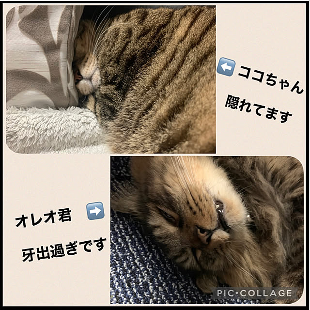yukarin-gardenさんの実例写真