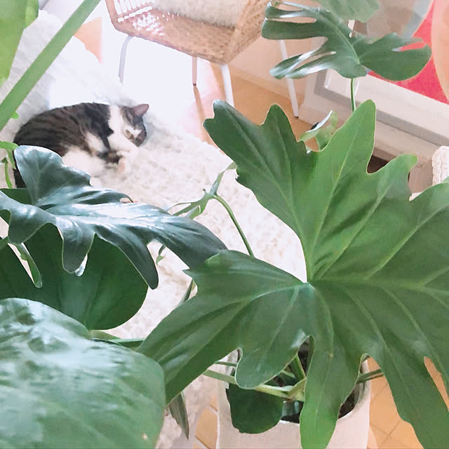 milkcocoaさんの実例写真