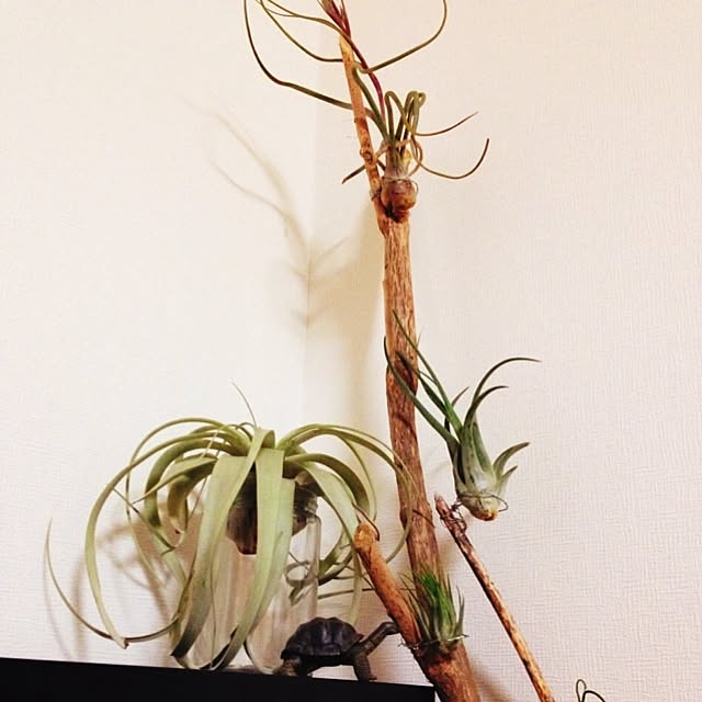 alcalinekoさんの実例写真