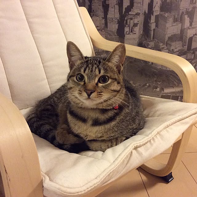 kimihadukiさんの実例写真