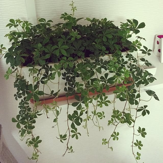 rinrinさんの実例写真