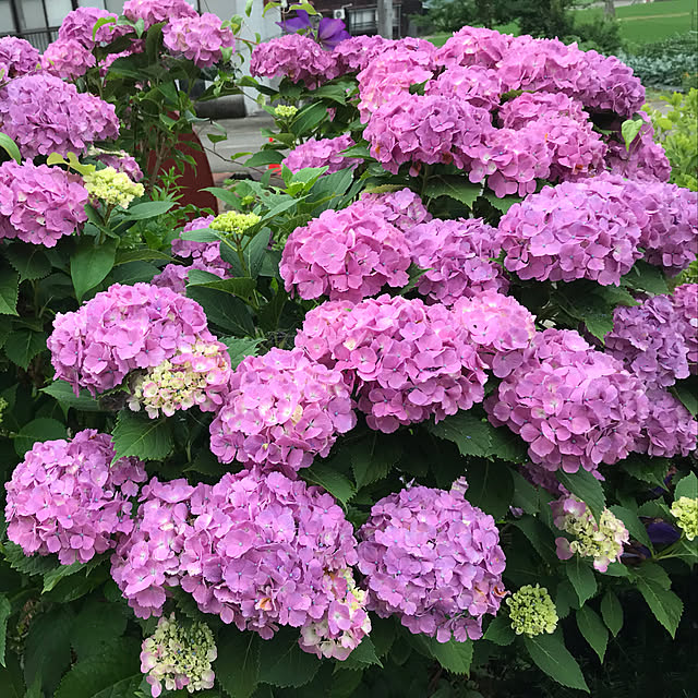 aoinokimiさんの実例写真