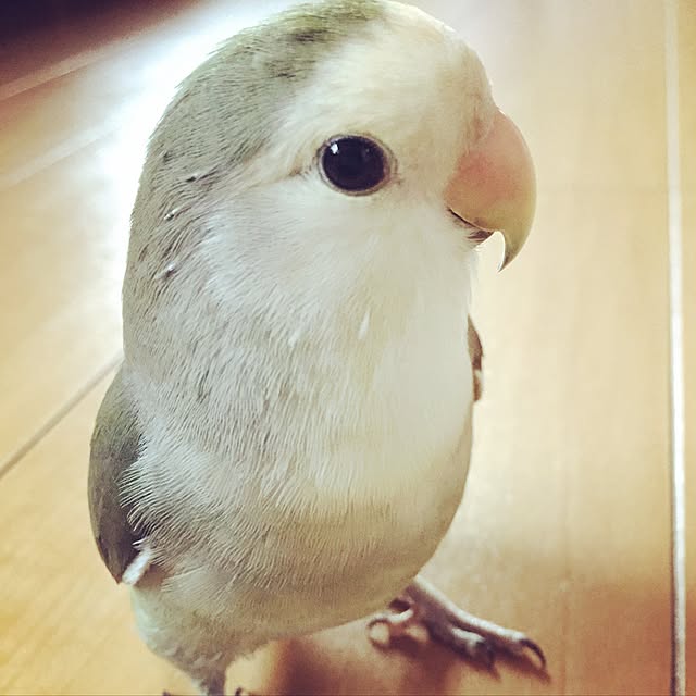 kaotanさんの実例写真