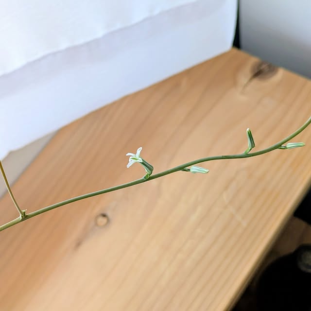 nonkoさんの部屋