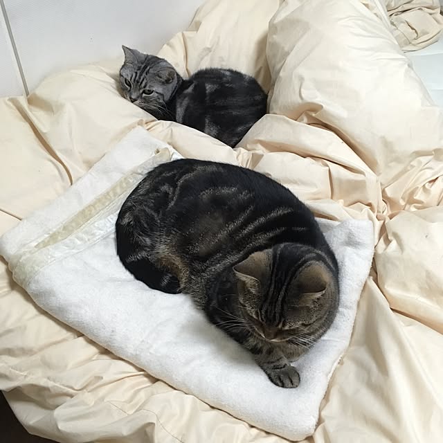 mikomaruさんの実例写真