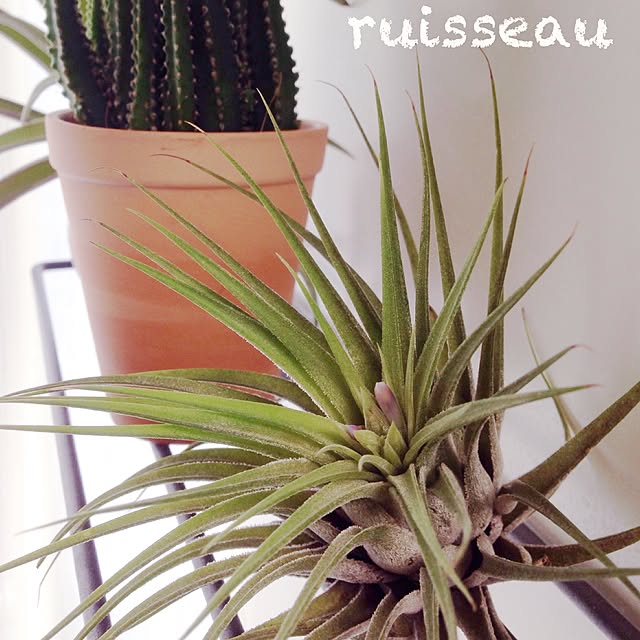 ruisseauさんの実例写真