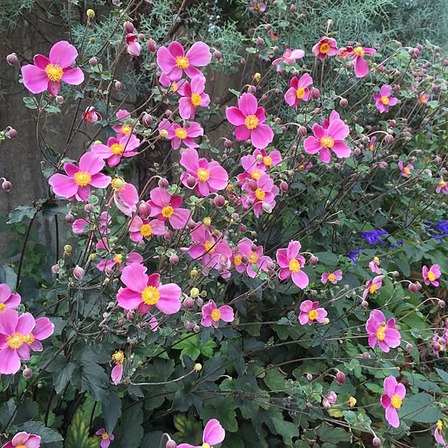 happygardenさんの実例写真