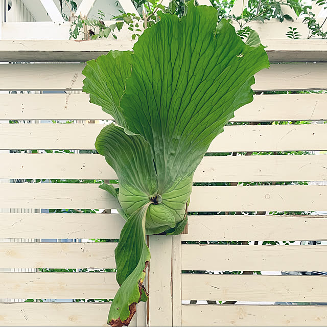 UGさんの実例写真