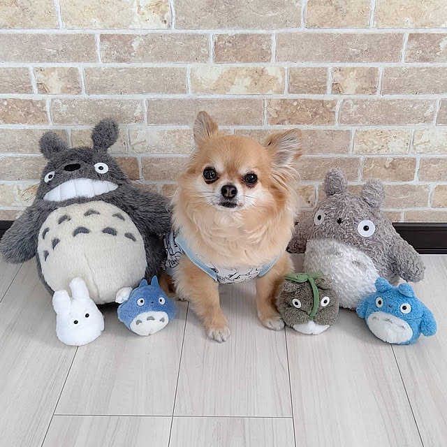 kojikojiさんの実例写真