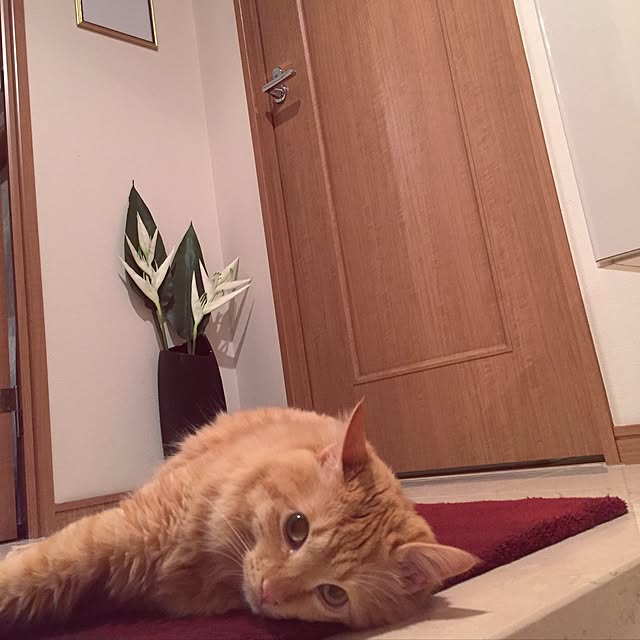 Ryokoさんの実例写真