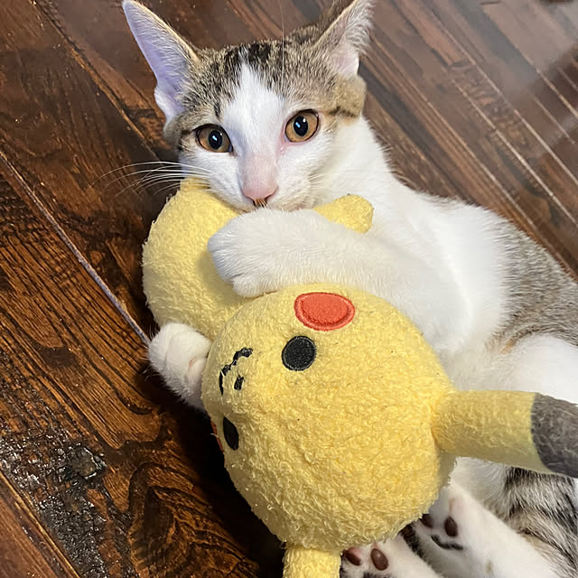 ha_koさんの実例写真