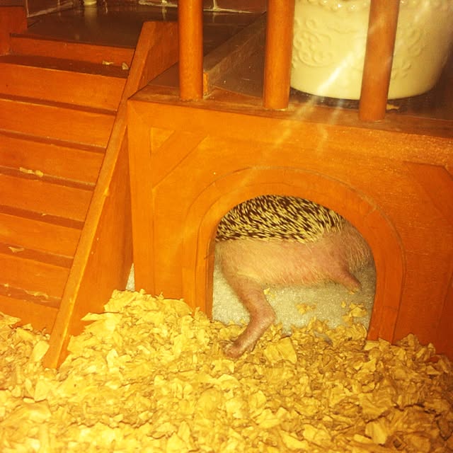 kumanosukeさんの実例写真