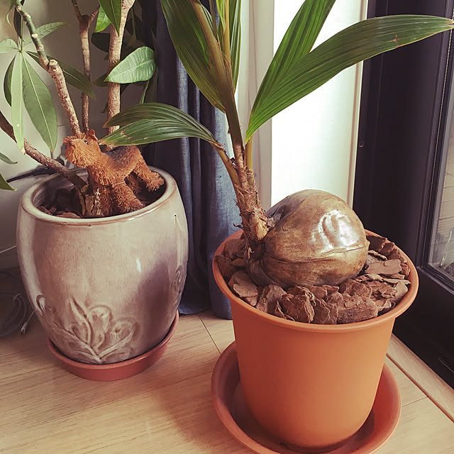 mochaさんの実例写真