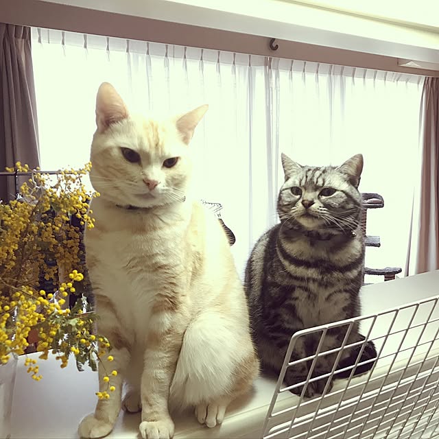hiyupan88さんの実例写真
