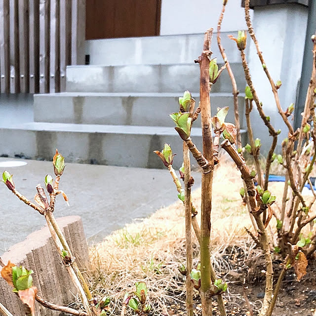 kossyさんの実例写真