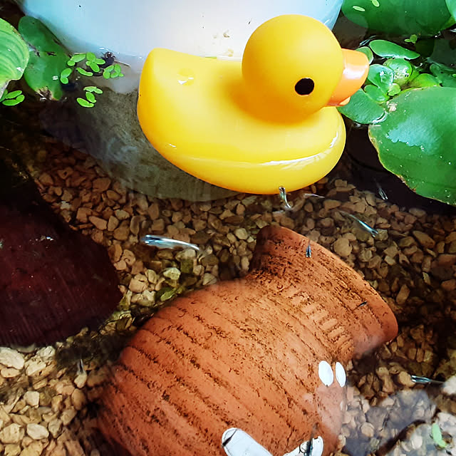 katさんの実例写真