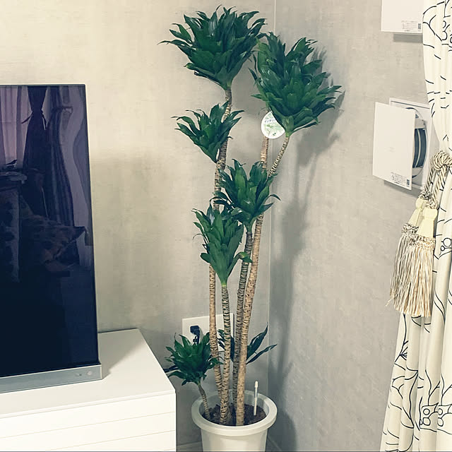 幸福の木/ドラセナコンパクタ/植物のある暮らし/テレビ/北欧...などのインテリア実例 - 2021-03-20 15:30:07