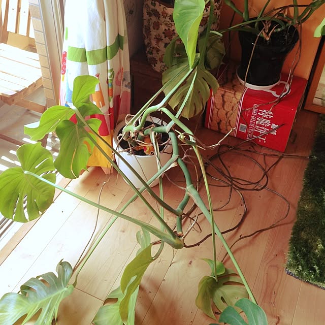 maimaiさんの実例写真
