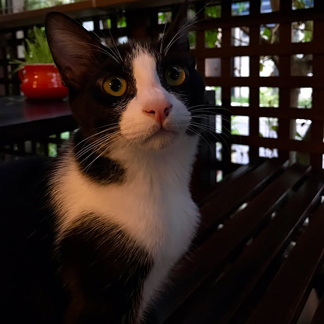butachanさんの実例写真