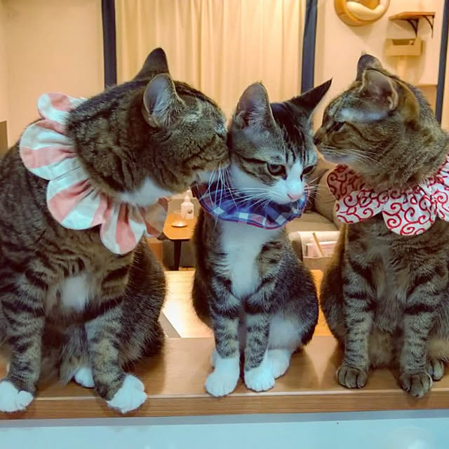 mochicoさんの実例写真
