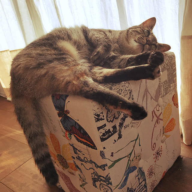 azukikiさんの実例写真