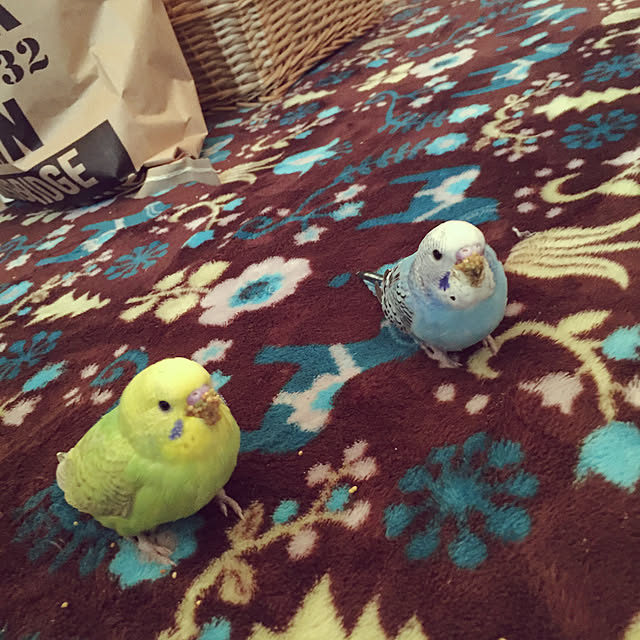 oniyomeさんの実例写真