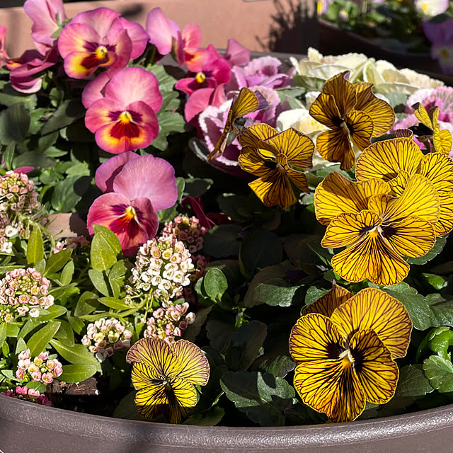 ronronさんの部屋