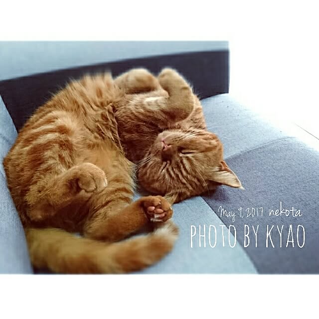 kyaoさんの実例写真