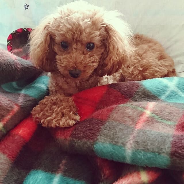 ayumoco725さんの実例写真