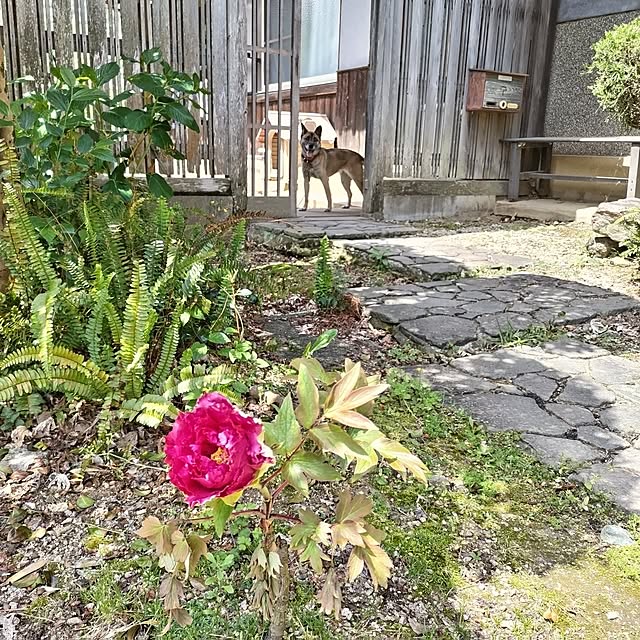 kuririnmamaさんの実例写真