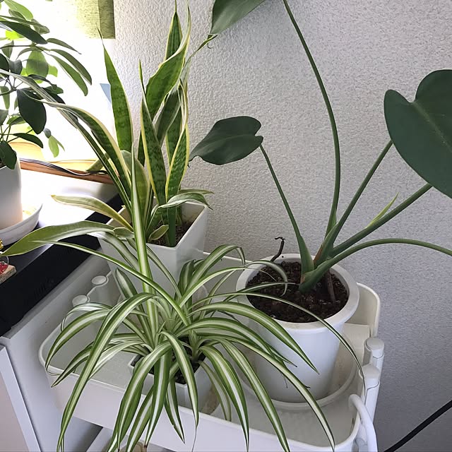 raraさんの実例写真