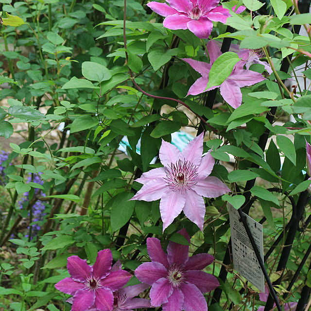 rokokoさんの部屋