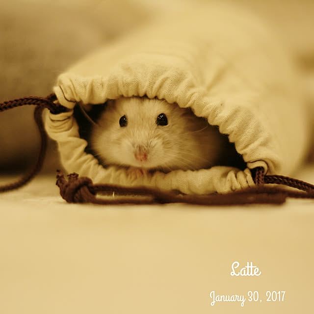 comiriさんの実例写真