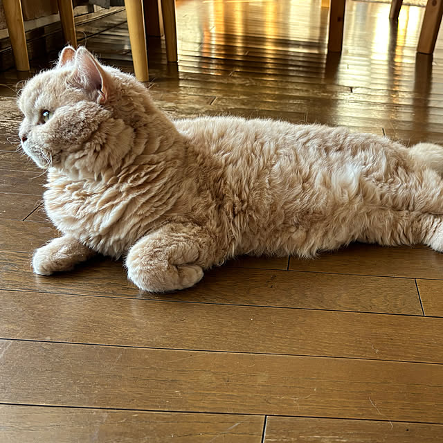 naokoさんの実例写真