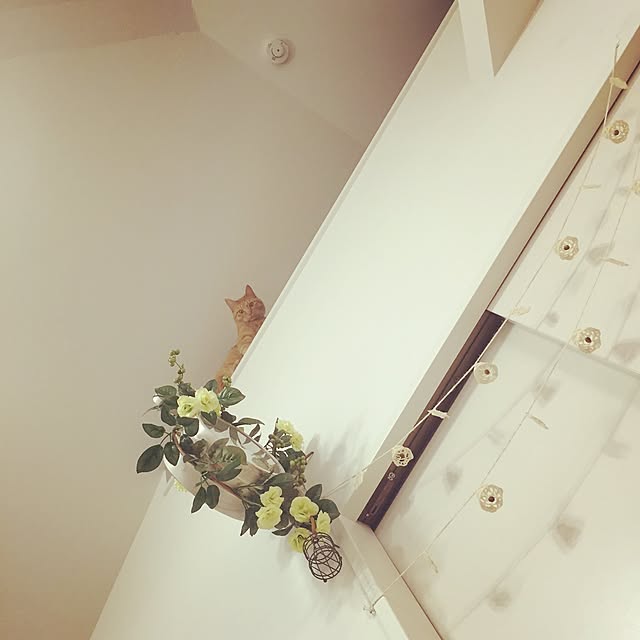 Mi-Koさんの実例写真