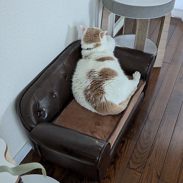 猫用ソファーのおすすめ商品とおしゃれな実例 | RoomClip 猫用ソファーのおすすめ商品とおしゃれな実例 | RoomClip
