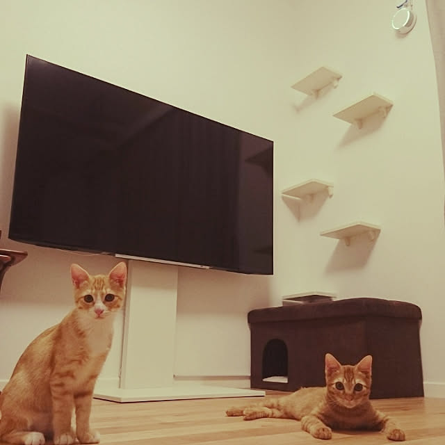 poteさんの実例写真