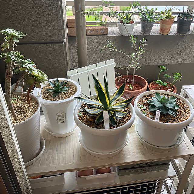 koshiregutyoさんの部屋